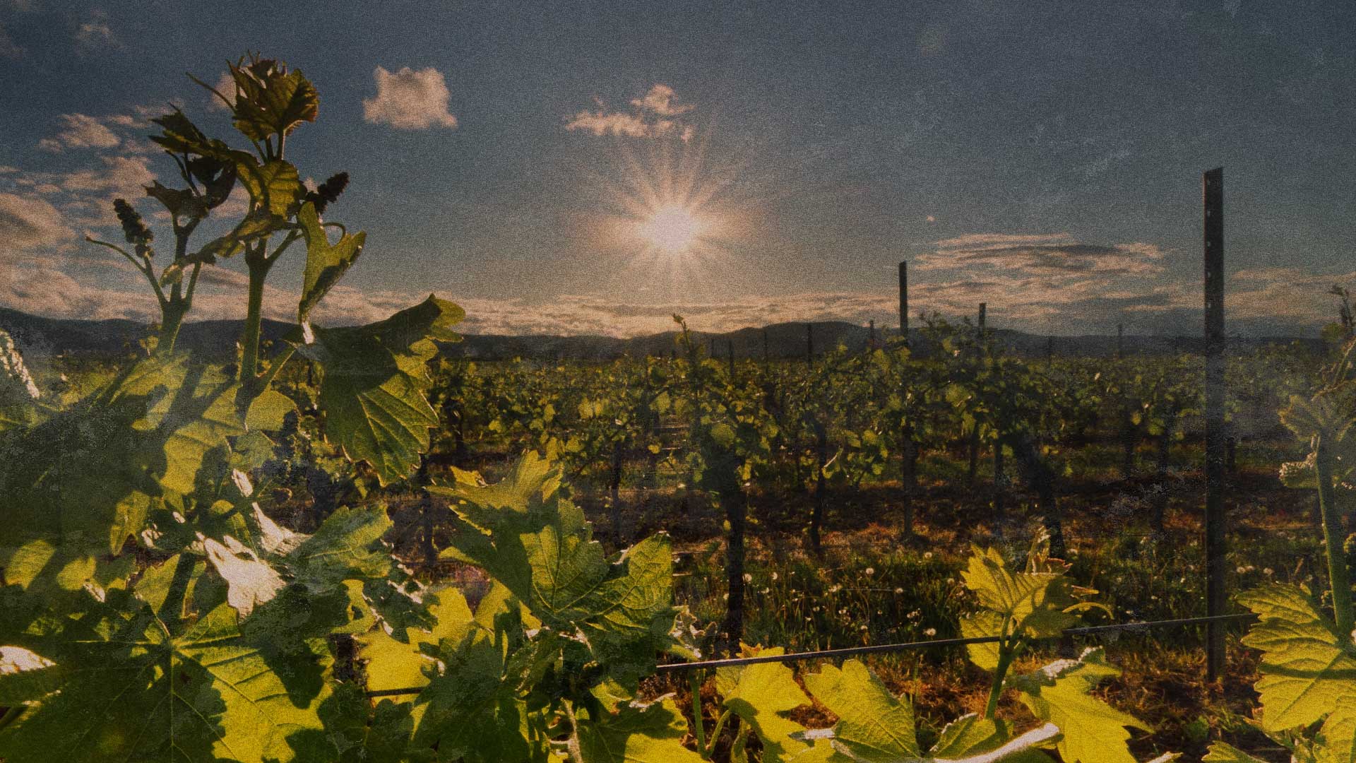Filari di vigneti al tramonto nelle campagne italiane – CornerShop Sorrento