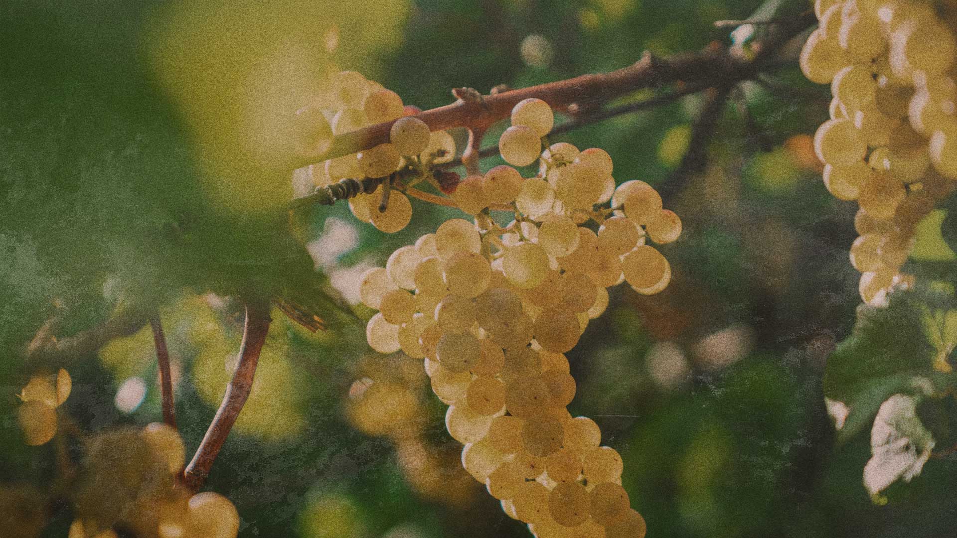 Vigneto con grappoli di uva bianca