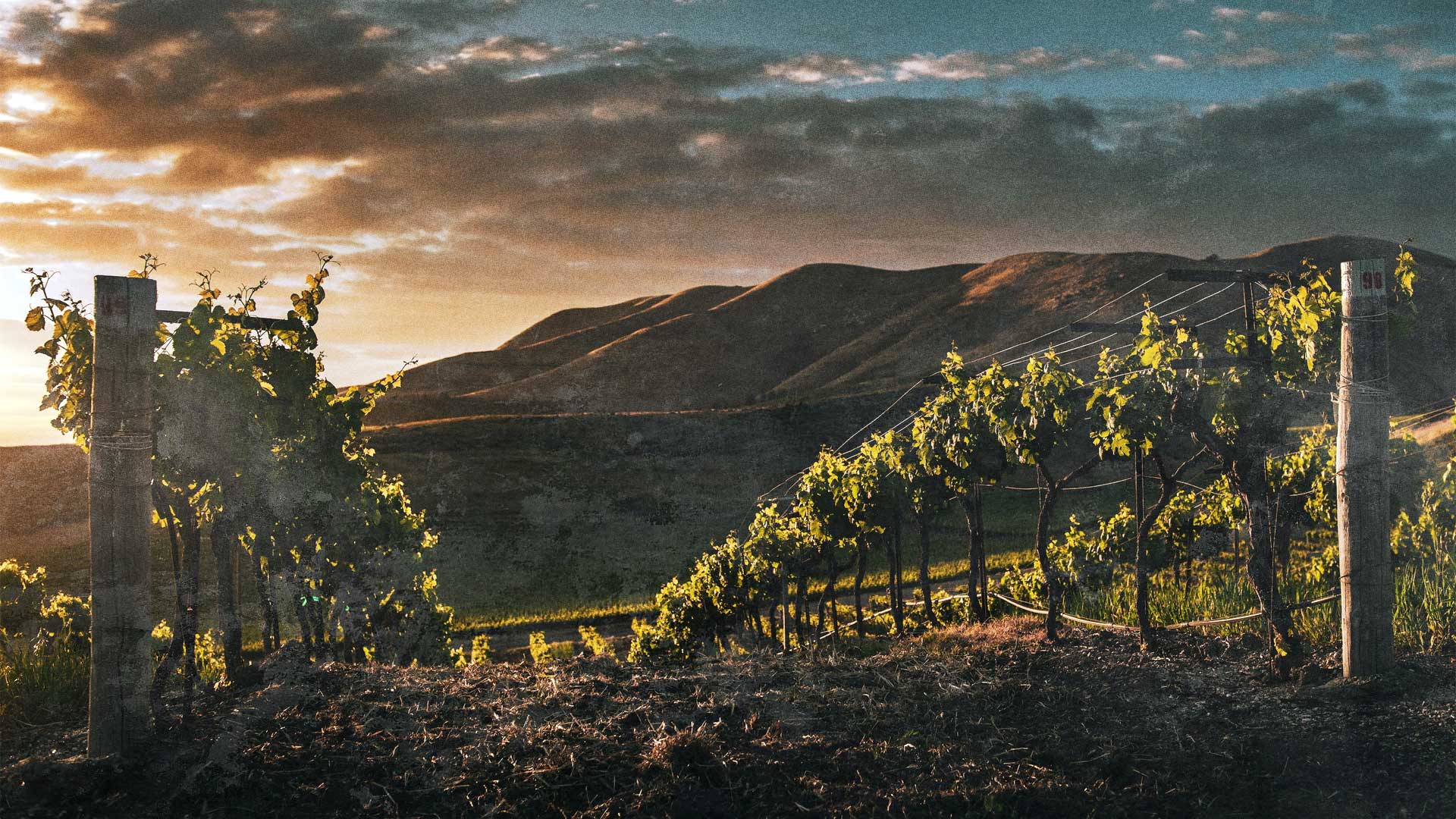 Vigneti collinari al tramonto con vista panoramica – CornerShop Sorrento